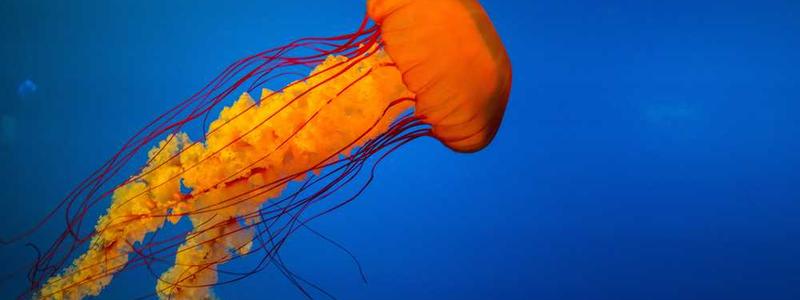 Review ACT Awareness Training