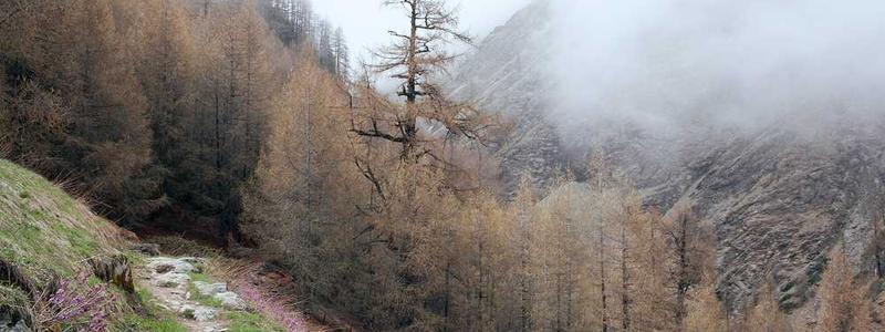 Blended Paediatric First Aid